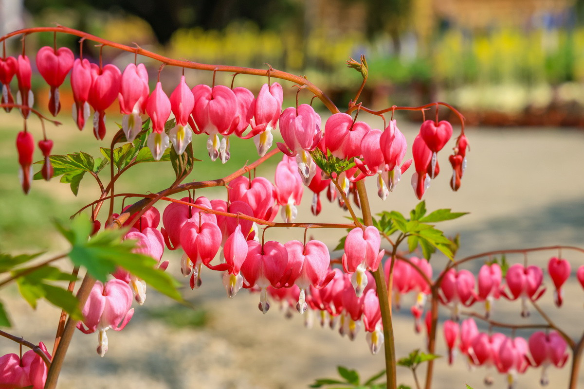 荷包牡丹十分小巧可愛。（杉林溪園區提供）