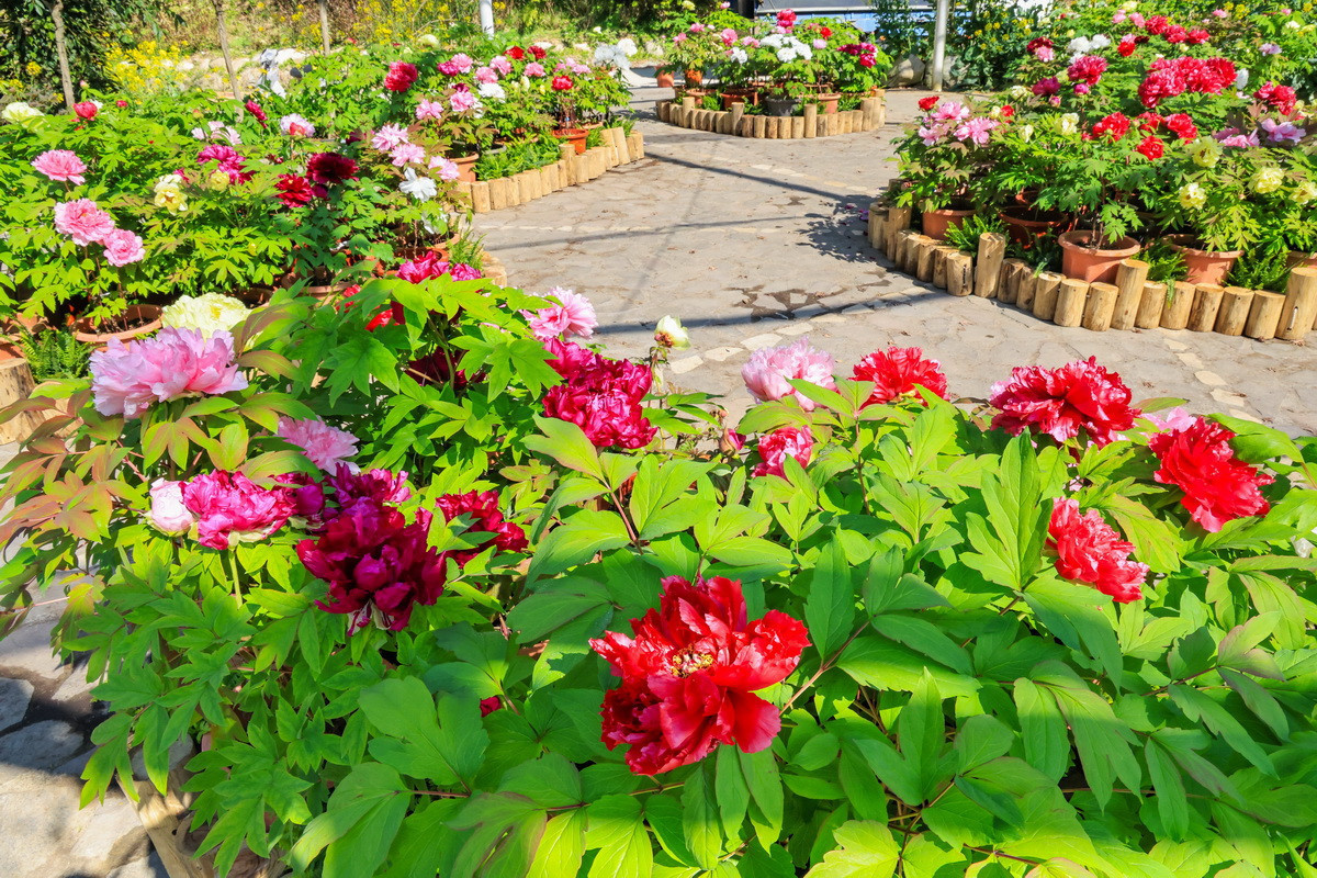 室外展出是一項創舉，展現栽培技術已成熟。（杉林溪園區提供）