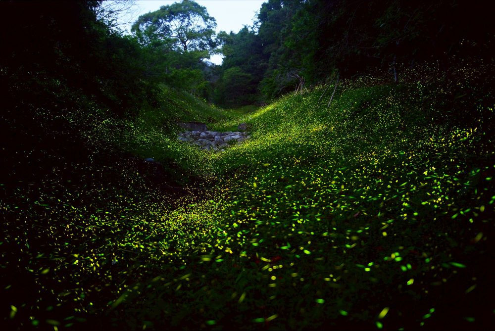 東勢林場清明節過後將進入大爆發期　季節限定版「螢河流域」美景即將登場