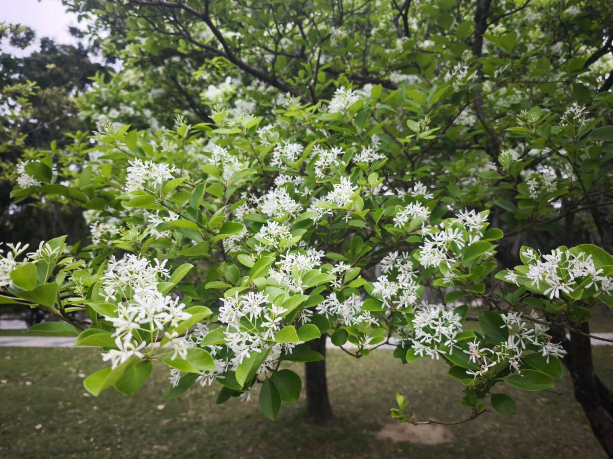 流蘇花如白雪覆樹梢　大安森林公園、士林官邸浪漫綻放