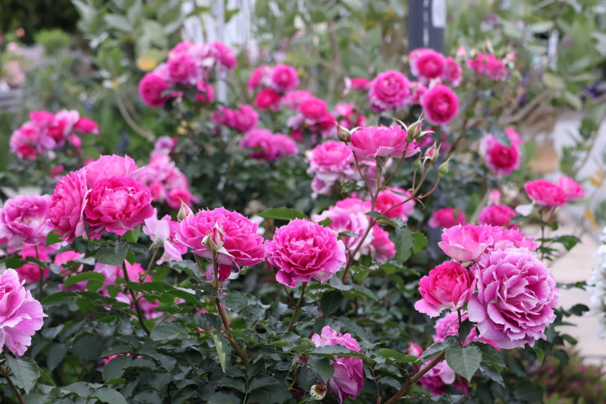 2026 臺北玫瑰展最後衝刺！　清明連假「萬元繪畫賽、10 萬抽獎」倒數計時