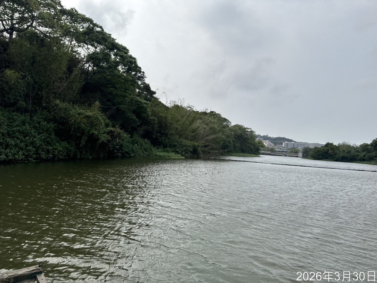 竹市府跨單位聯手攔截布袋蓮　青草湖水域順利清淤