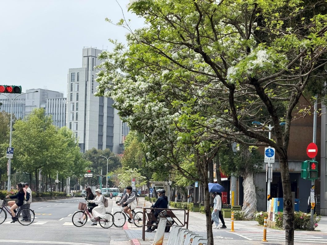 靜賞流蘇飄雪　來場新生南路古圳走讀之旅