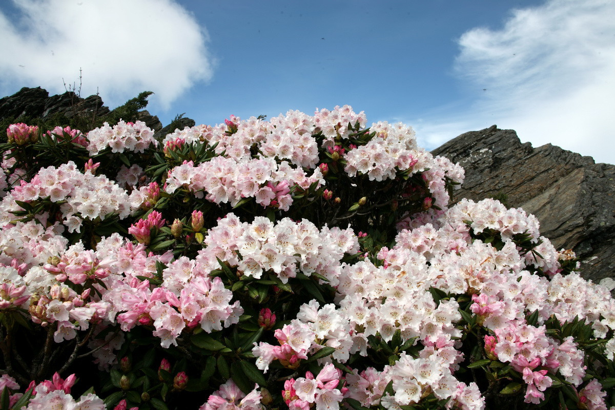 合歡山杜鵑花季疏運啟動　4/11至6/14加開假日接駁班次