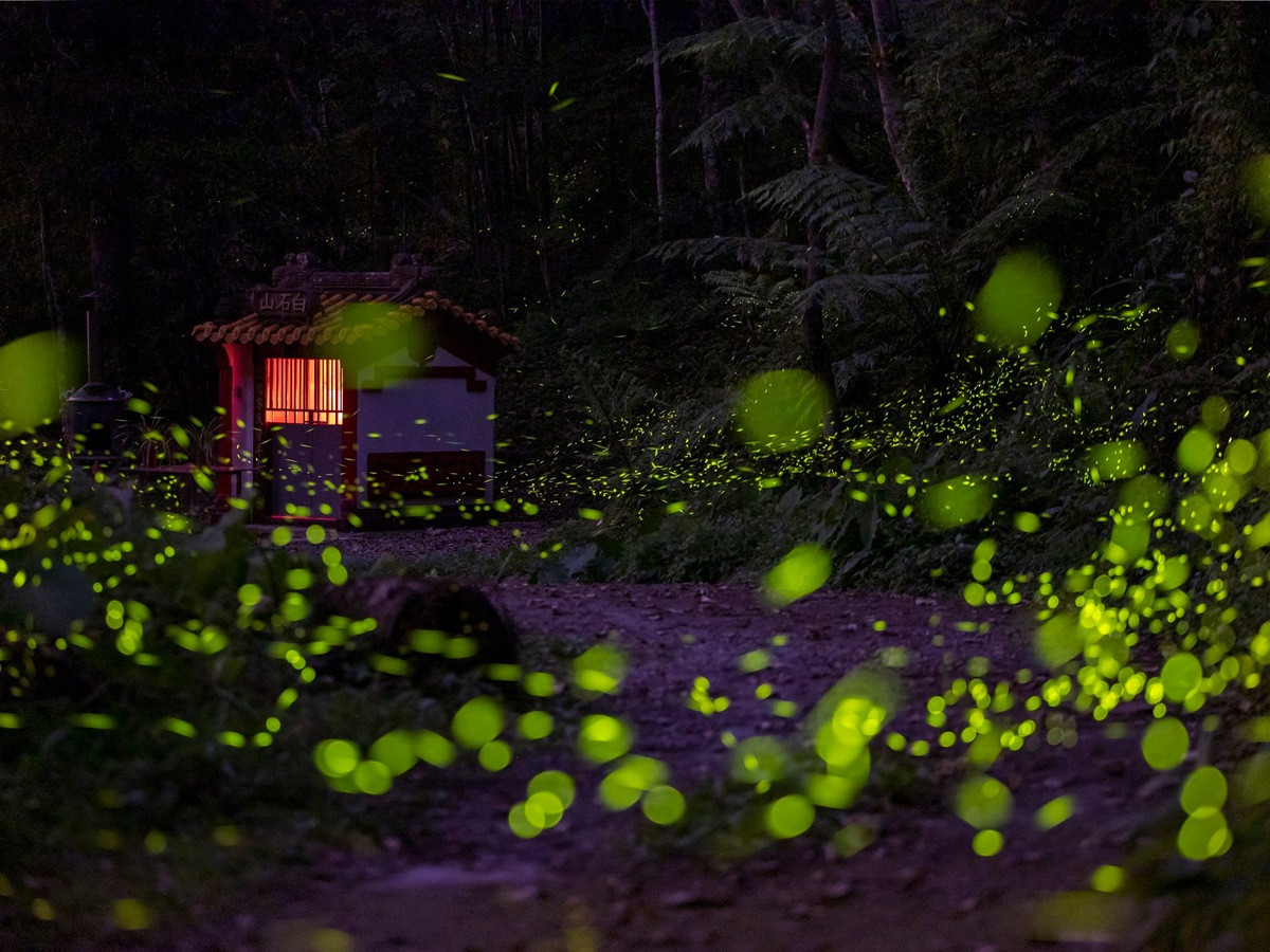 日月潭星光螢火季浪漫登場　八大賞螢據點點亮環潭微光