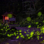 日月潭星光螢火季浪漫登場，邀您與好友相約，來日月潭共赴這場期間限定的螢河星光之旅! （日管處提供）