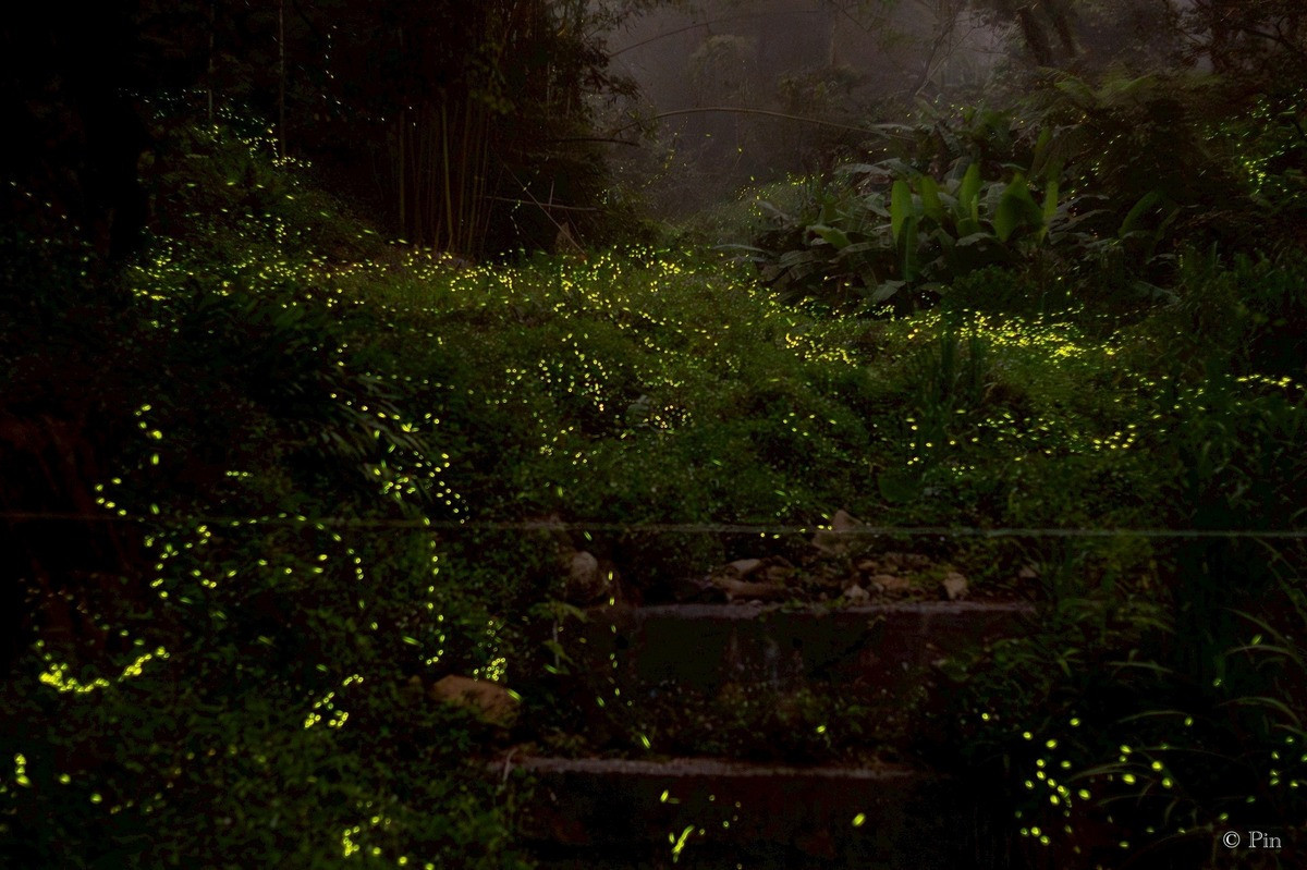 點點螢光體驗。(日管處提供)