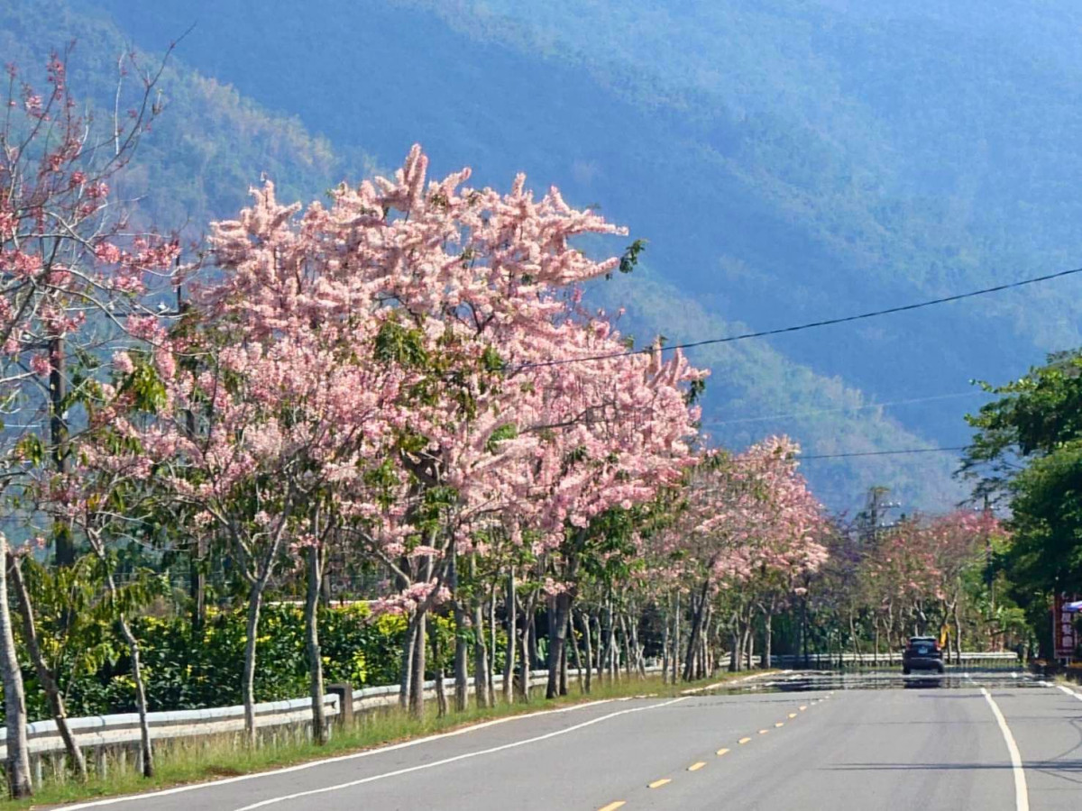 粉色花海綿延數公里　六龜台27甲線花旗木盛開