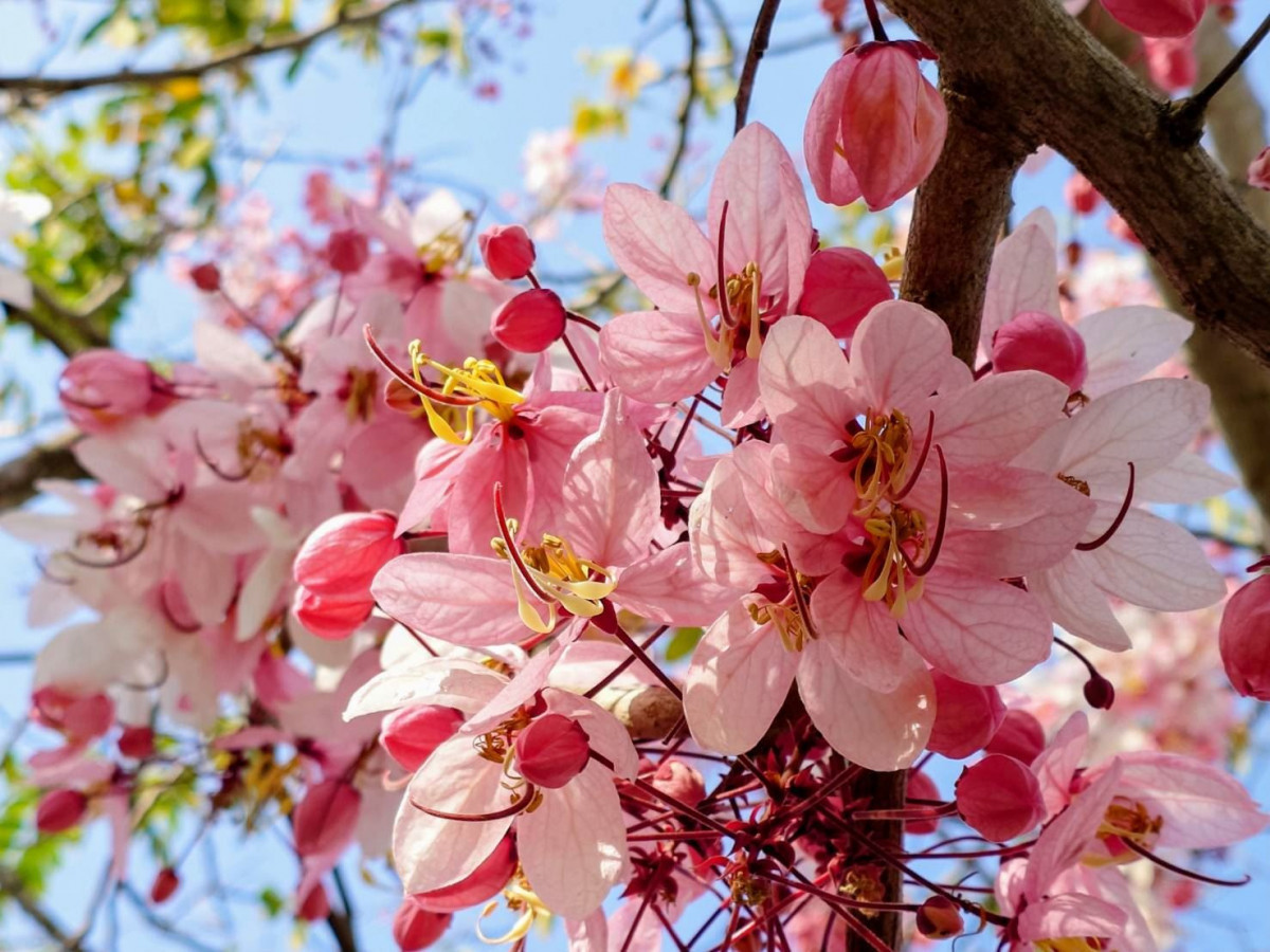 （圖／高雄市府工務局公園處）