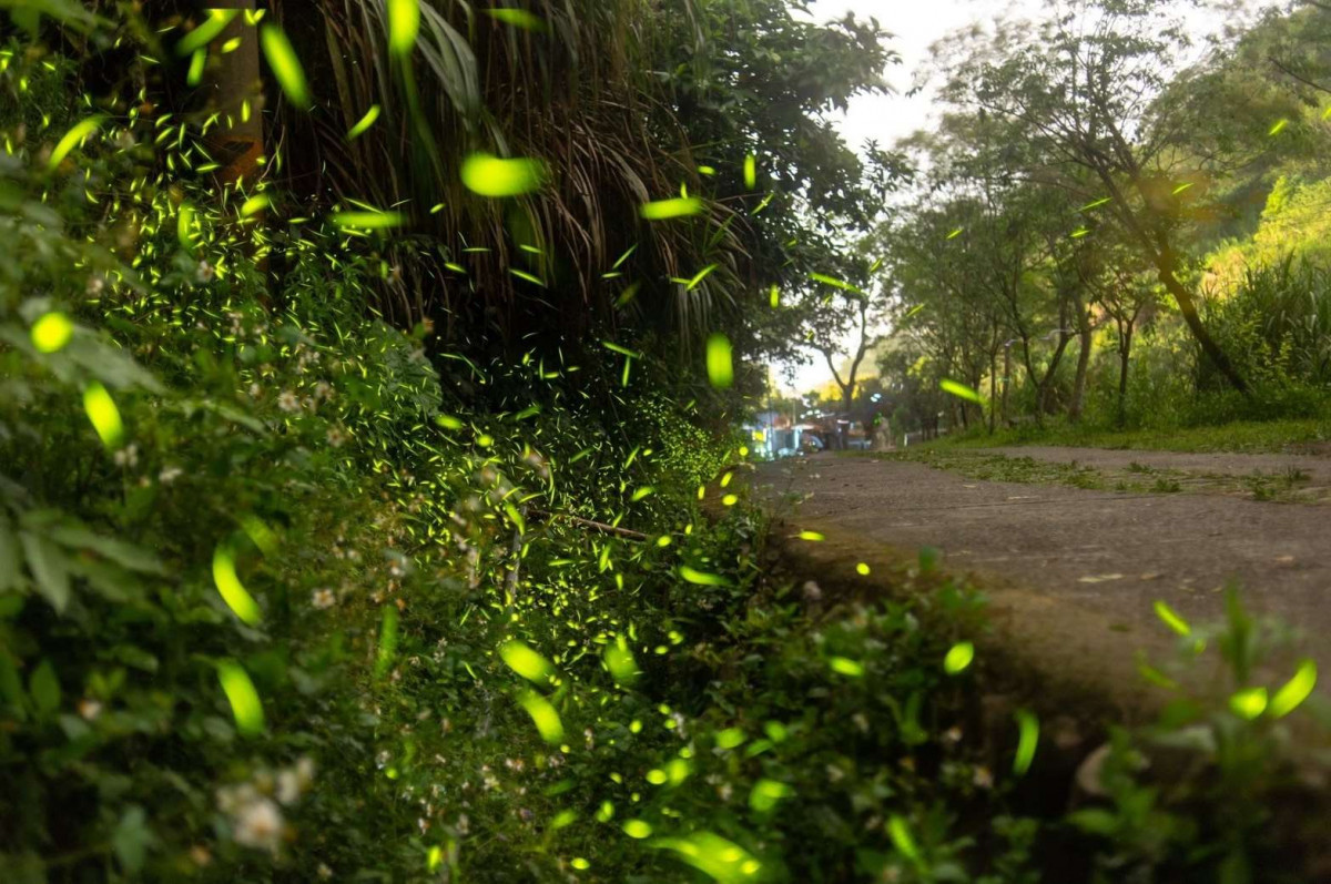 115 年螢火蟲季以「漫遊螢林.Light Yunlin-微光繽紛派對」作為主題/雲縣府提供