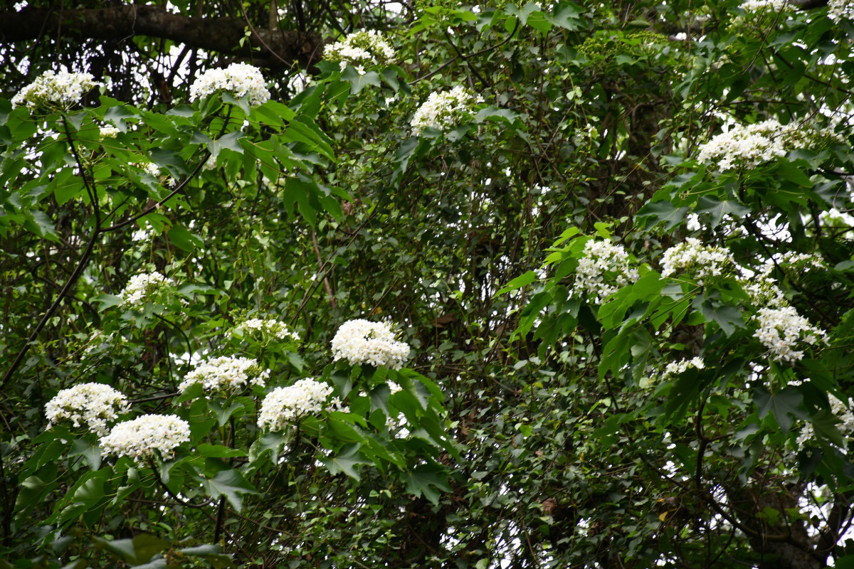 福田桐花小旅行4/18浪漫登場　雪白花海一路美到5月初