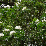 今年彰化市桐花的花期較晚，最美花況約將落在4月底左右。圖／彰化市公所提供