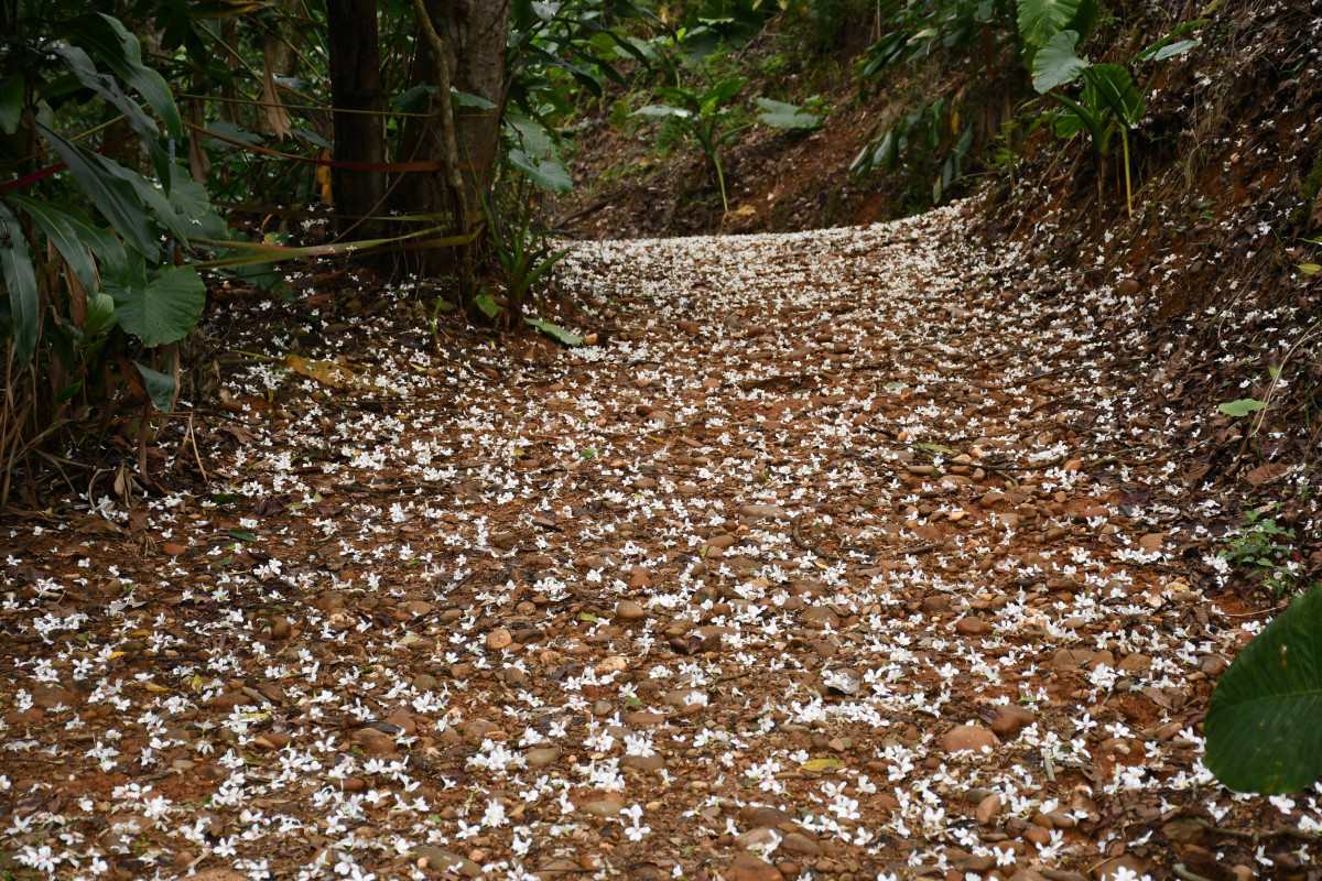 福田賞桐生態園區內的桐花飄落滿地蔚為美景。圖/彰化市公所提供