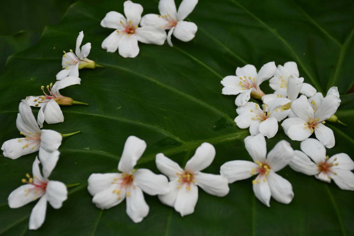 桐花美麗的花姿。圖/彰化市公所提供