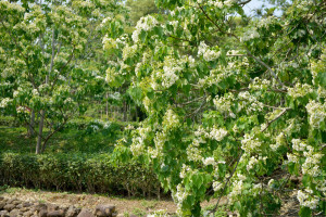 客家大院桐花季開鑼　鍾東錦邀民眾來苗栗賞花旅行
