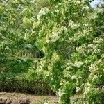 客家大院桐花季開鑼　鍾東錦邀民眾來苗栗賞花旅行