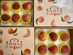 桃園拉拉山「媽媽桃」產季正式啟動，透過多元管道行銷，全力幫助農民開拓銷售成績。