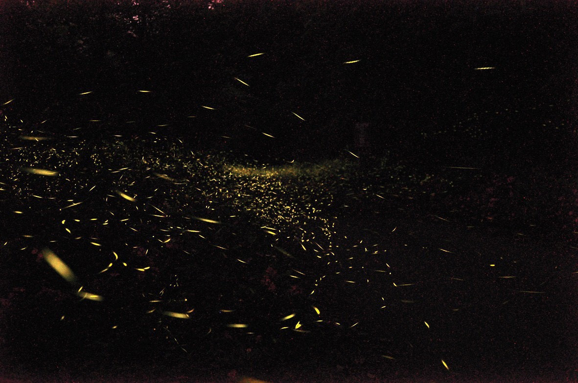 桃園北橫賞螢季即將登場，歡迎國內外旅客按圖索驥親身體驗。