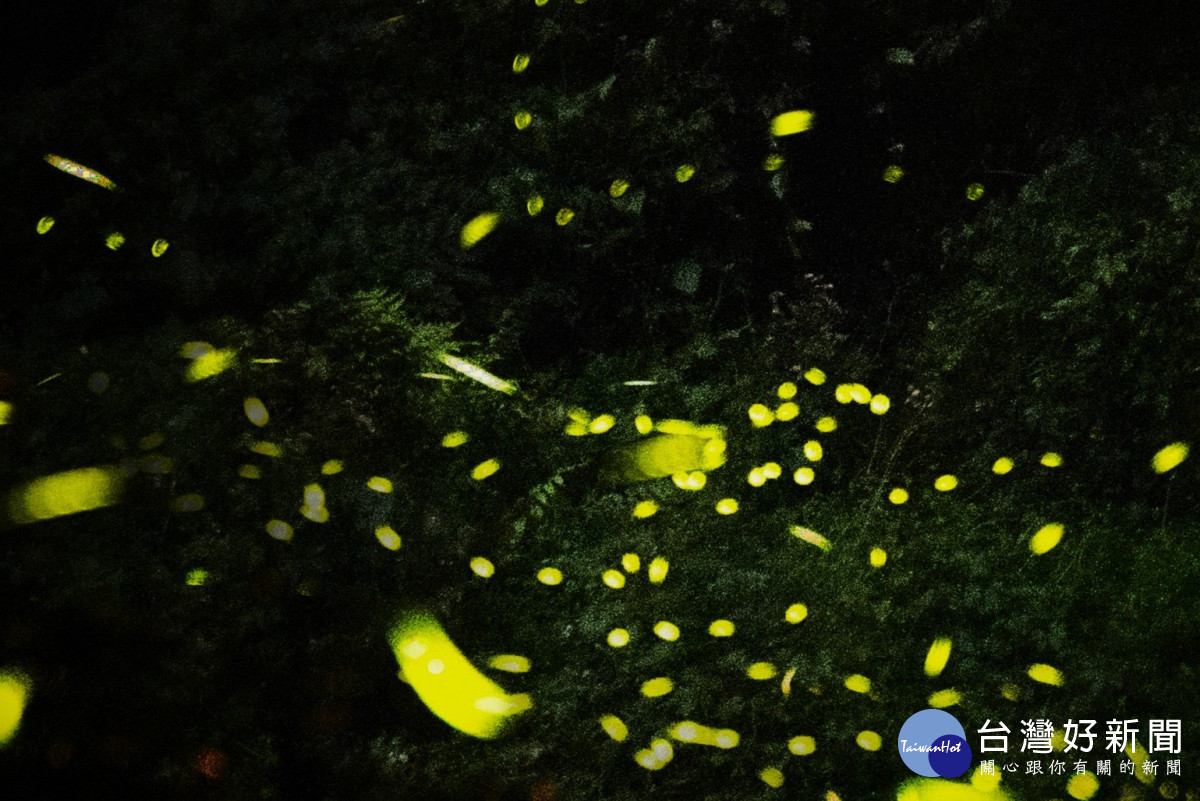 桃園北橫賞螢季即將登場　跟著賞螢地圖追螢光