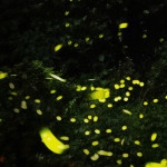 桃園北橫賞螢季即將登場，歡迎國內外旅客按圖索驥親身體驗。