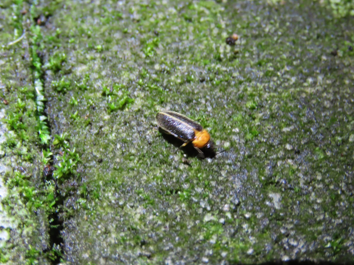 桃園北橫賞螢季即將登場，歡迎國內外旅客按圖索驥親身體驗。