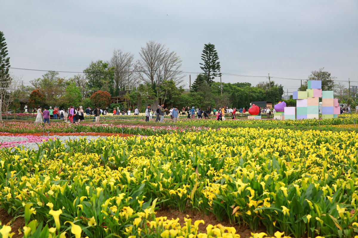 桃園市政府農業局主辦的「2026桃園彩色海芋季」圓滿落幕。