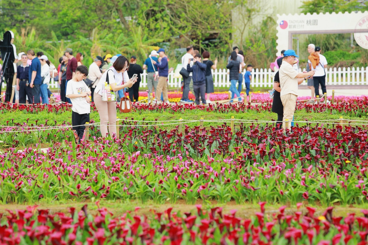 桃園市政府農業局主辦的「2026桃園彩色海芋季」圓滿落幕。