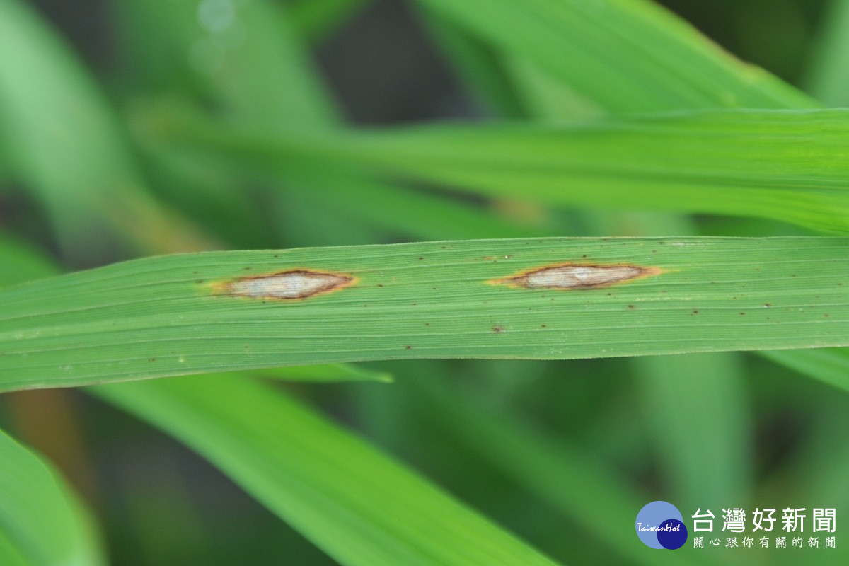 臺中農改場籲請稻農加強水稻葉稻熱病防治