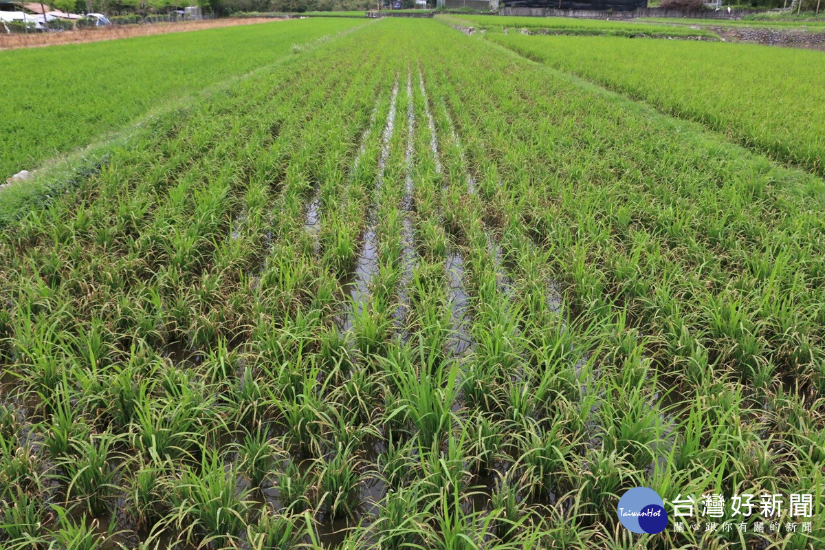 中部葉稻熱病蔓延　農改場籲請稻農加強水稻葉稻熱病防治