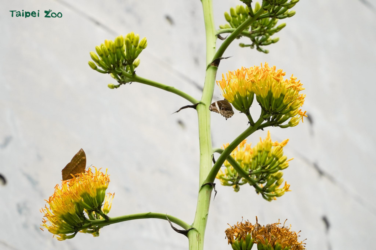 一生一次的華麗謝幕　台北動物園「世紀之花」龍舌蘭震撼盛開