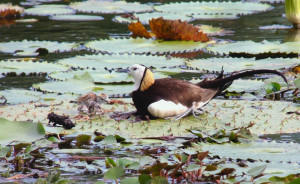 里仁15年來持續支持台南官田的「綠色保育」菱角，守護水雉的棲地。