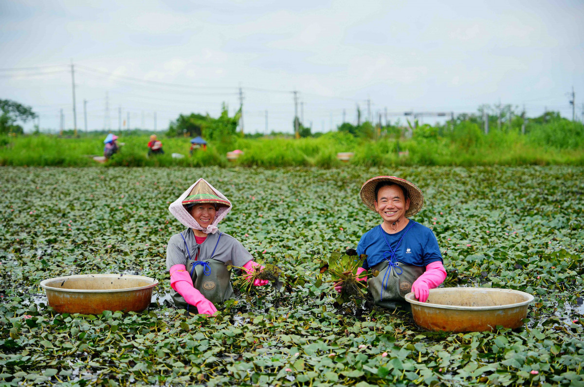 里仁支持台南官田的「綠色保育」菱角,透過契作收購與產品開發守護水雉。