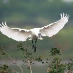 （圖／高雄市府工務局公園處提供、高雄市茄萣區觀光發展協會拍攝）