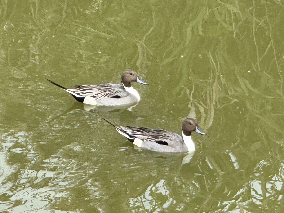 (圖/高雄市府工務局公園處提供、陸岡寧拍攝)