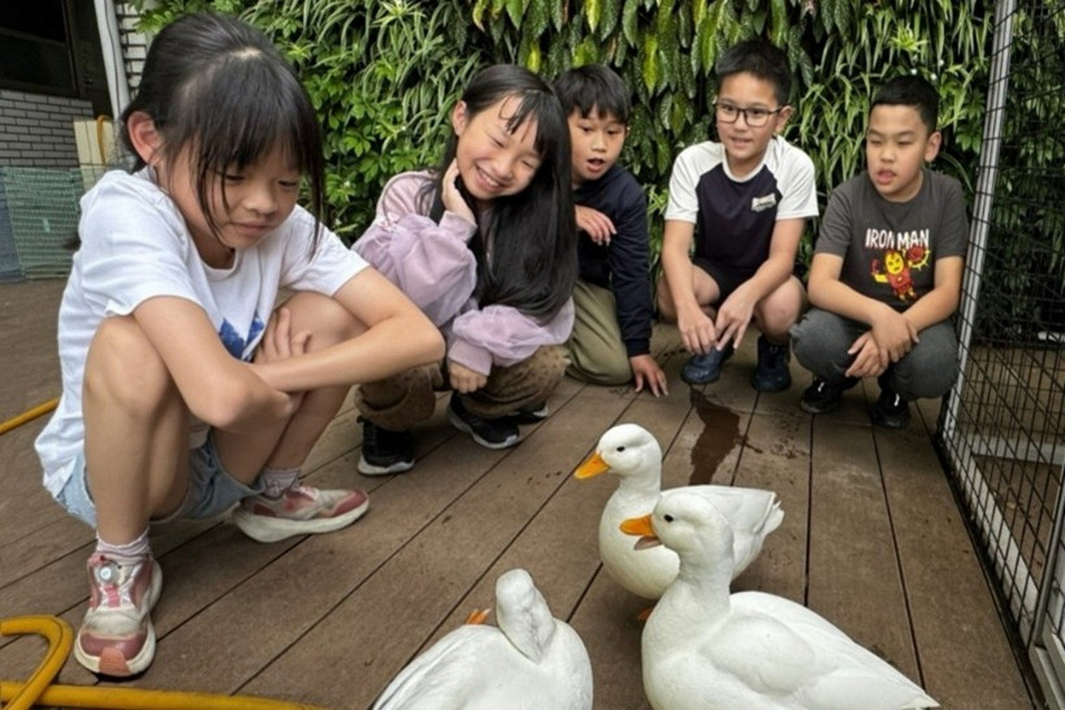 八德區霄裡國小學生在校內照顧柯爾鴨,成為最好的生命教育。<br />