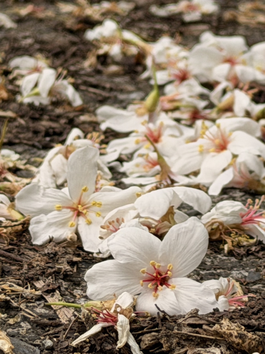宜起走山湖·員山當行客　宜蘭桐花祭4/25登場