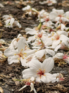 （圖／宜蘭縣府民政處）