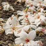 （圖／宜蘭縣府民政處）