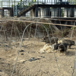 嘉義縣某養豬戶違規廚餘養豬屢勸不聽，家畜所重罰346萬限期清除豬隻／嘉義縣府提供