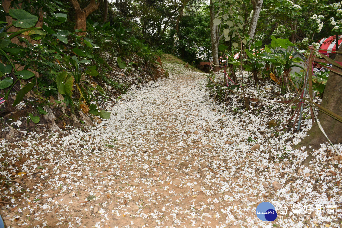 彰化市福田黨桐生態園區內的步道落花繽紛美景如畫。圖／彰化市公所提供