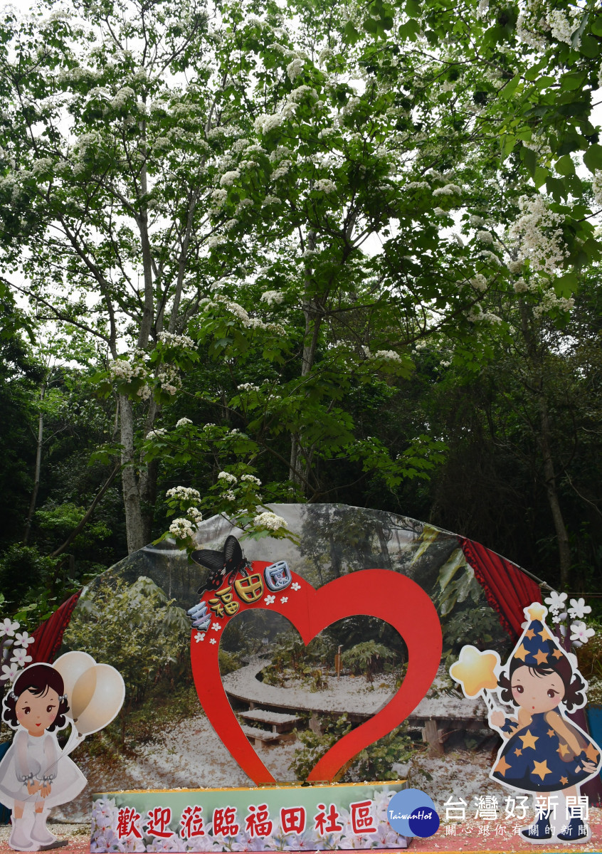 在彰化市福田賞桐生態園區盛開的桐花樹與拍照景點。圖／彰化市公所提供