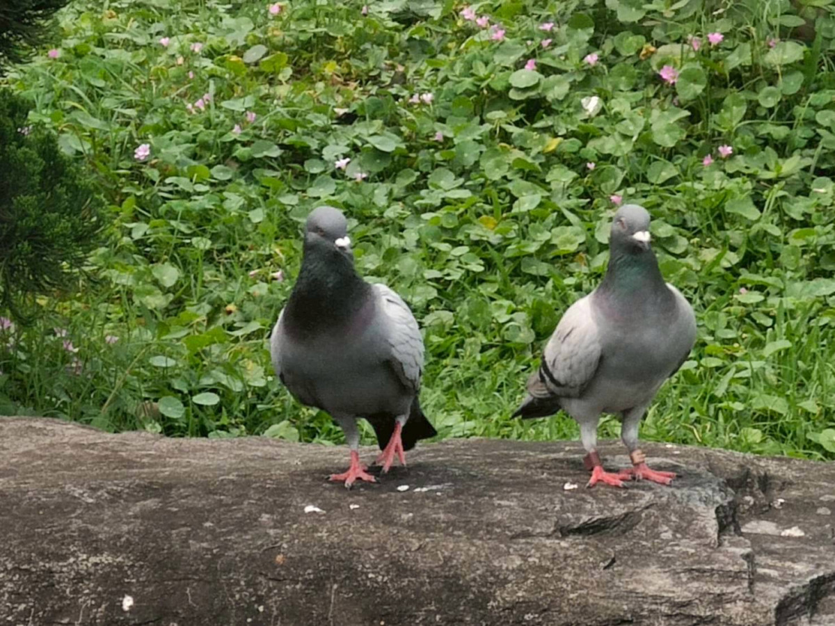 一週天氣兩段式！週三前晴朗穩定　週五起鋒面襲全台轉雨