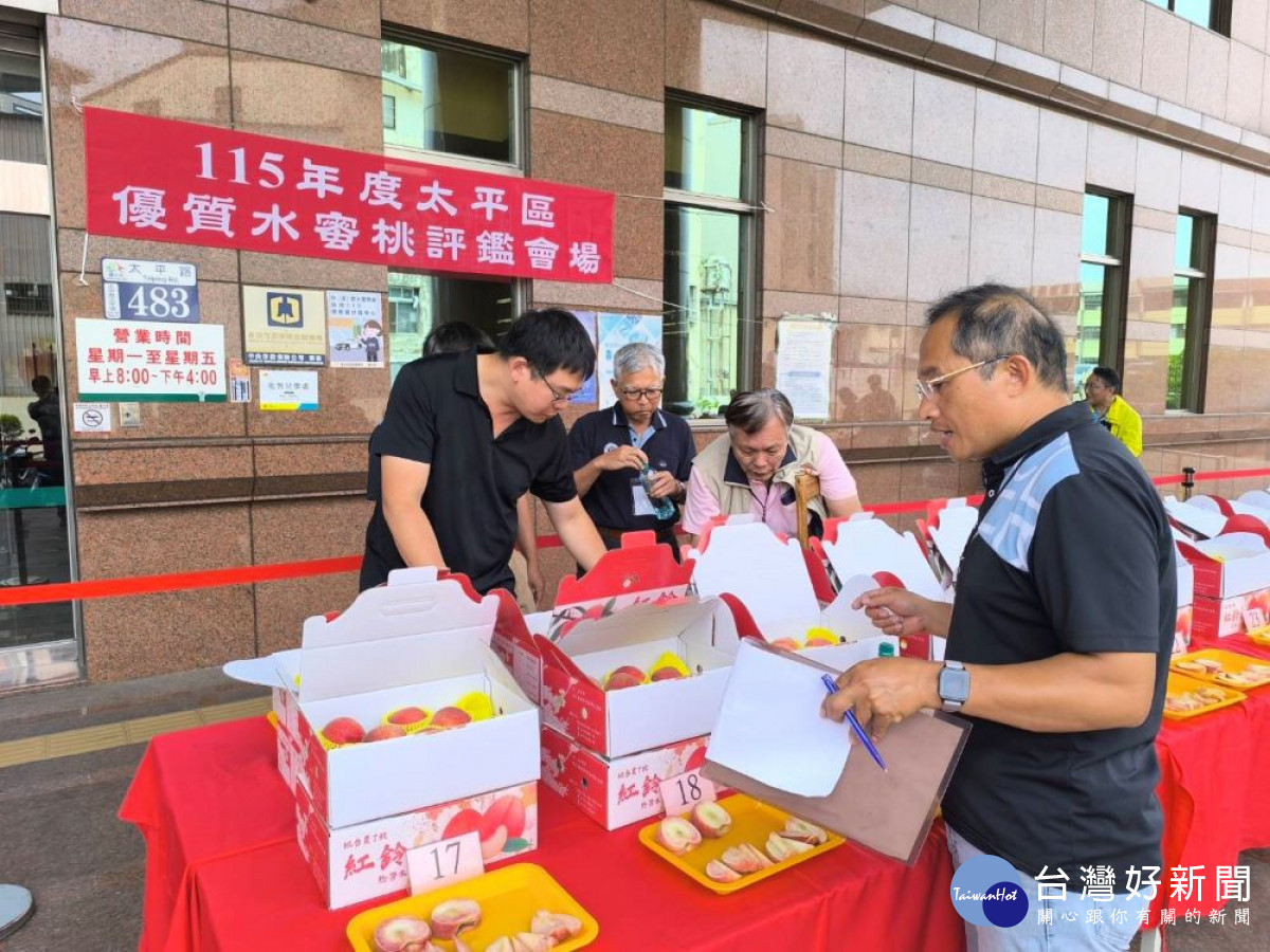 臺中市太平區優質紅鈴水蜜桃評鑑活動，年度共有31組果農參賽，評審逐一評鑑參賽農戶水蜜桃。(圖/太平區農會)