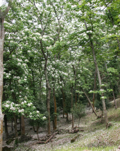 東勢林場油桐花正值盛開。（圖/東勢林場）
