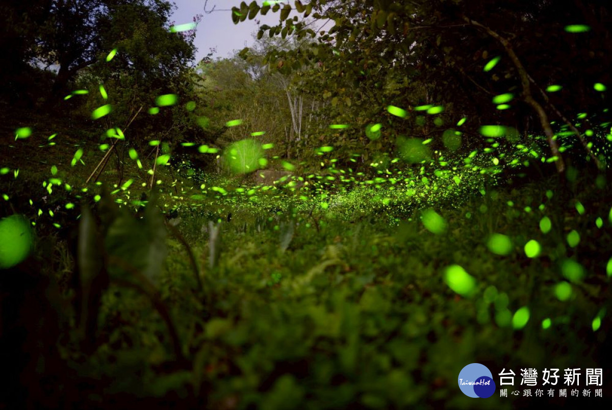 東勢林場春末初夏是生態豐富的時節，「日賞桐花夜賞螢」為最佳觀賞期，五月初螢火蟲季及油桐花季近尾聲，歡迎大家把握機會上山賞花、賞螢。（圖/東勢林場）