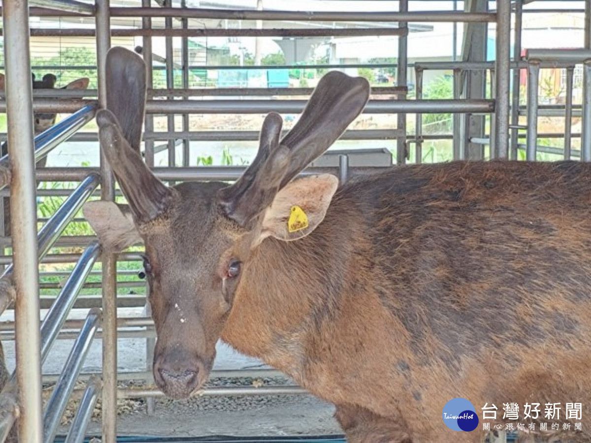 正值鹿茸生產期，歡迎民眾至臺南市優質鹿場選購新鮮鹿茸。