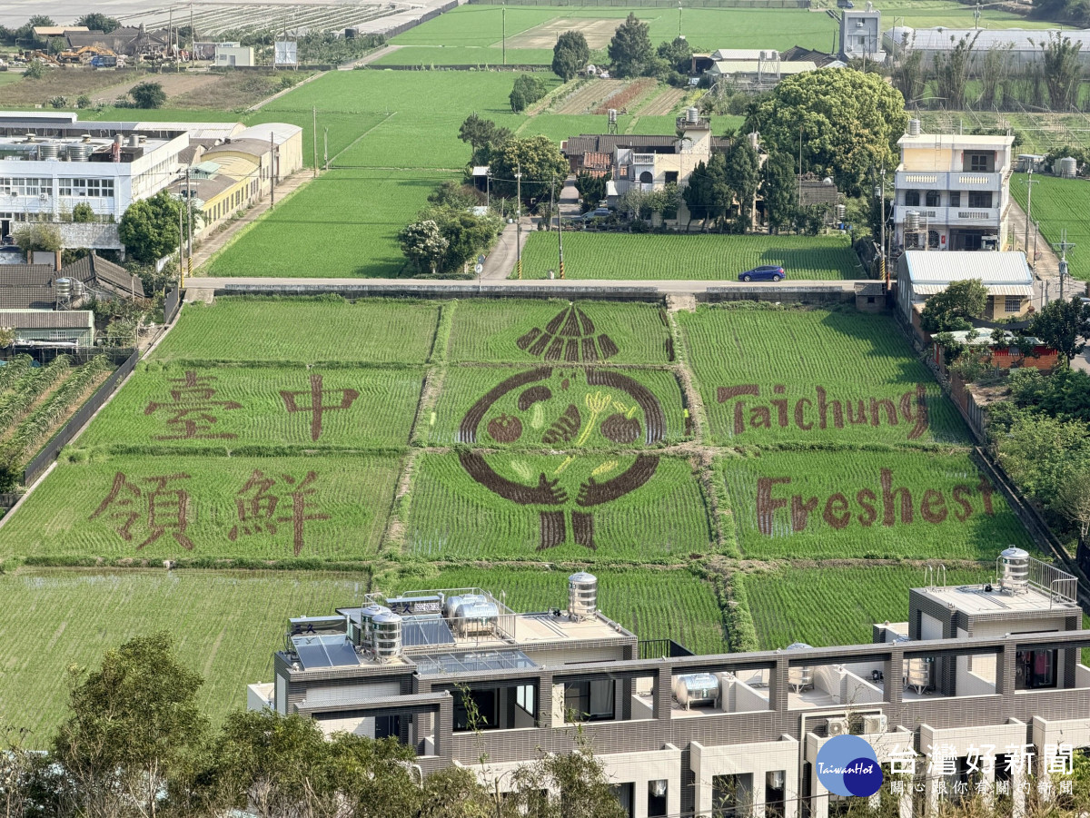 外埔彩繪稻田「台中領鮮」　結合透視藝術與傳統農業