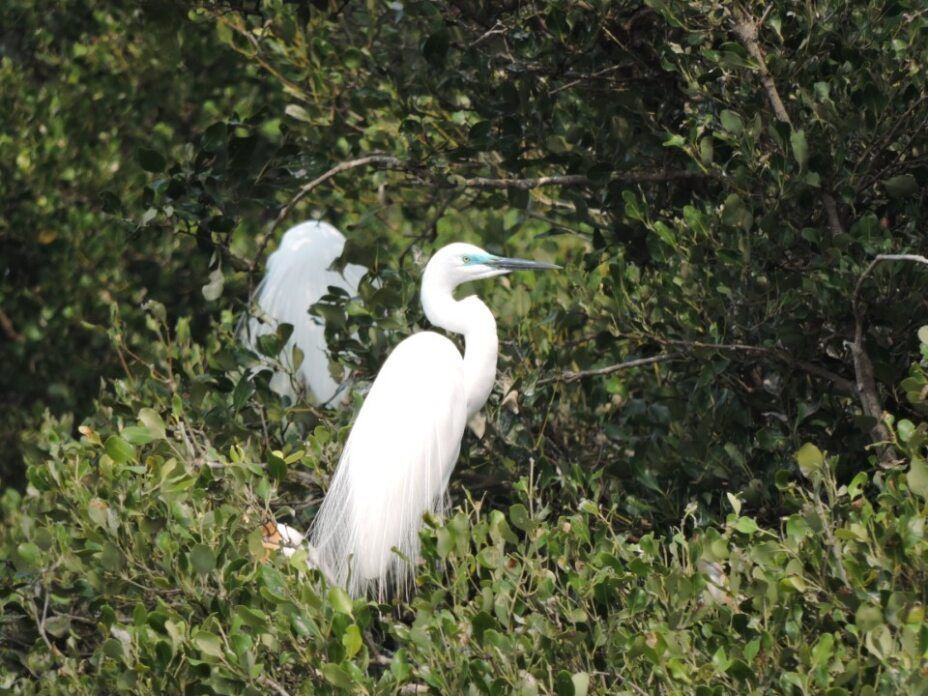 春天限定浪漫　看鷺科鳥類銜枝定情　共築援中港春日情歌