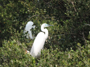 大白鷺在求偶季時，眼睛與嘴喙之間的皮膚會由黃色轉變為明顯的藍綠色。（圖／台灣濕地保護聯盟、高雄市府工務局公園處提供）