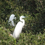 大白鷺在求偶季時，眼睛與嘴喙之間的皮膚會由黃色轉變為明顯的藍綠色。（圖／台灣濕地保護聯盟、高雄市府工務局公園處提供）